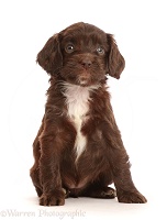 Chocolate Sproodle puppy