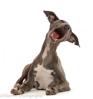 Blue Italian Greyhound puppy, 4 months old, mouth open