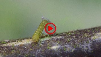 Brimstone Butterfly caterpillar hatching from egg time lapse