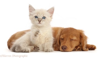 Blue point kitten, pointing a paw, while Dachshund pup sleeps