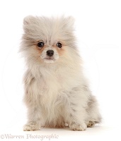 Pale Grey Pomeranian puppy
