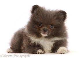 Grey-and-white Pomeranian puppy