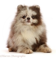 Merle Pomeranian puppy