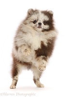 Merle Pomeranian puppy, jumping up