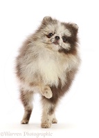 Merle Pomeranian puppy, standing with paw up