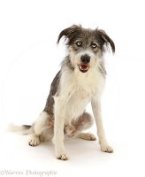 Romanian rescue dog