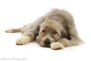 Romanian rescue dog, lying chin on floor