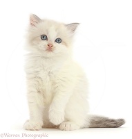 Persian-x-Ragdoll kitten, 7 weeks old