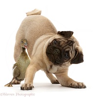 Pug puppy in play-bow with duckling