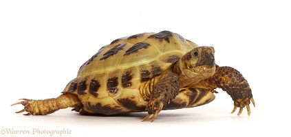 Horsefield or Russian tortoise  (Testudo horsfieldii)