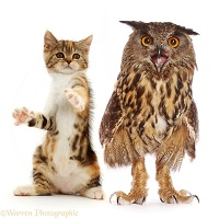 Tortoiseshell-tabby kitten and European Eagle Owl