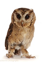 Young Indian Scops Owl