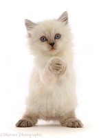 Playful Persian-x-Ragdoll kitten, 7 weeks old, paws clasped