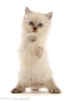 Persian-x-Ragdoll kitten, 7 weeks old, standing up