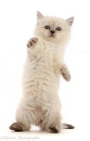 Persian-x-Ragdoll kitten, 7 weeks old, falling back