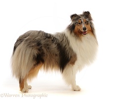 Rough Collie lying standing