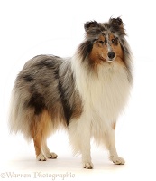 Rough Collie lying standing