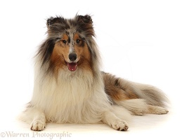 Rough Collie lying with head up