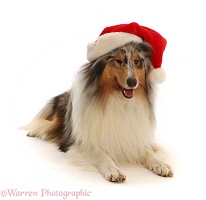 Rough Collie wearing a Santa hat