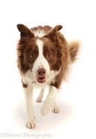Chocolate-and-white Border Collie, 5 years old, walking