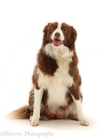 Chocolate-and-white Border Collie, 5 years old