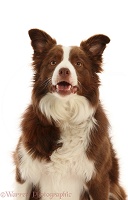 Chocolate-and-white Border Collie, 5 years old
