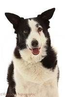 Black-and-white Border Collie x Lurcher, 10 years old
