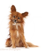 Paperanian (Pom x Papillon), 7 years old