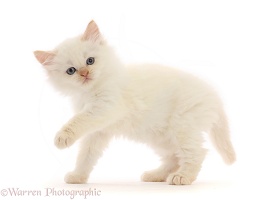 White Persian-cross kitten standing with paw raised