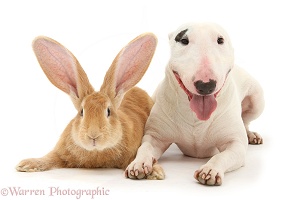 Miniature Bull Terrier looking and Flemish Giant rabbit