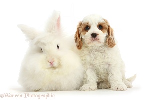 Cavapoo puppy and white Angora-Lionhead rabbit