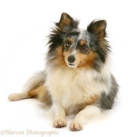 Sheltie, lying with head up