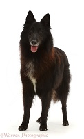 Black Belgian Shepherd Dog (Groenendael)
