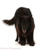 Black Belgian Shepherd Dog (Groenendael) in play-bow