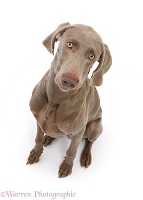 Weimaraner sitting and looking up