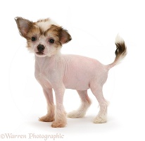 Naked Chinese Crested puppy