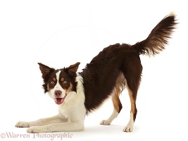 Chocolate tricolour Border Collie in play bow