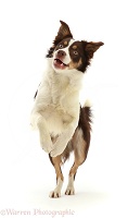 Playful Chocolate tricolour Border Collie jumping up