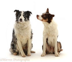 Blue merle and tricolour chocolate Border Collies