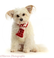 Pomapoo wearing a red-and-white scarf