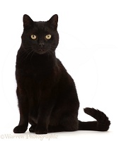 Black male cat, sitting