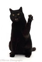 Black cat swiping and bearing teeth