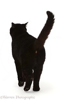 Black cat walking away