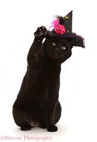 Black witch's cat wearing a hat