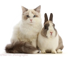 Ragdoll-cross cat with Netherland Dwarf rabbit