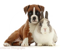 Boxer puppy and Netherland Dwarf rabbit