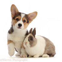 Pembrokeshire Corgi puppy and Netherland Dwarf rabbit