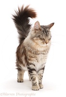 Silver tabby fluffy cat walking with tail erect and eyes shut