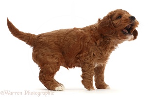 Red Cockapoo puppy, 6 weeks old, barking