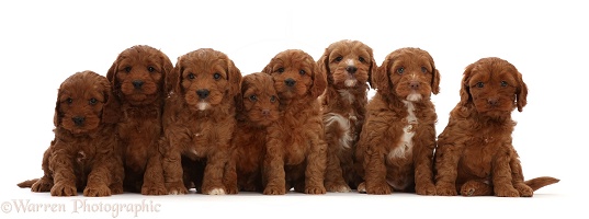 Seven red Cockapoo puppies, 6 weeks old, sitting in a row